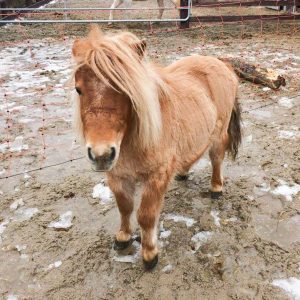 Shetty Finja / © 2017 Arche KaNaum (DN) Shetty Finja / © 2017 Arche KaNaum (DN)