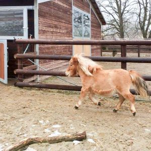 Shetty Finja / © 2017 Arche KaNaum (DN) Shetty Finja / © 2017 Arche KaNaum (DN)