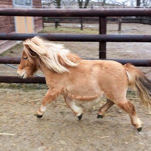 Shetty Finja / © 2017 Arche KaNaum (DN) Shetty Finja / © 2017 Arche KaNaum (DN)