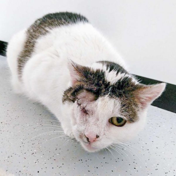 Kätzin Granny / © 2017 Arche KaNaum (JM) Kätzin Granny / © 2017 Arche KaNaum (JM)