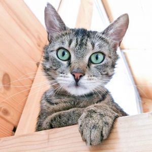 Kater Fiete / © 2017 Arche KaNaum (OS) Kater Fiete / © 2017 Arche KaNaum (OS)