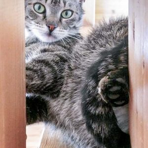 Kater Fiete / © 2017 Arche KaNaum (OS) Kater Fiete / © 2017 Arche KaNaum (OS)