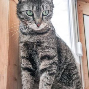 Kater Fiete / © 2017 Arche KaNaum (OS) Kater Fiete / © 2017 Arche KaNaum (OS)