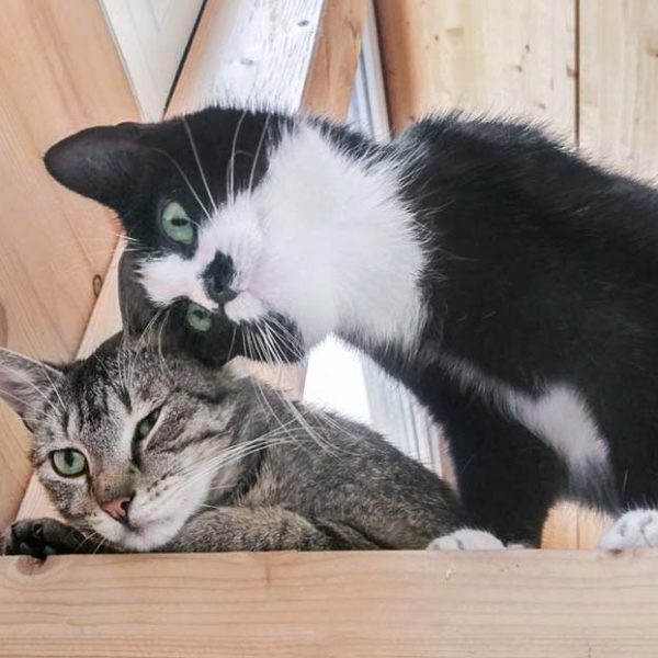 Kätzin Jada (r.) mit ihrem Kupel Fiete / © 2017 Arche KaNaum (OS)