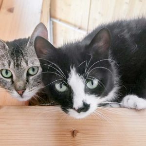 Kätzin Jada (r.) mit ihrem Kupel Fiete / © 2017 Arche KaNaum (OS) Kätzin Jada (r.) mit ihrem Kupel Fiete / © 2017 Arche KaNaum (OS)