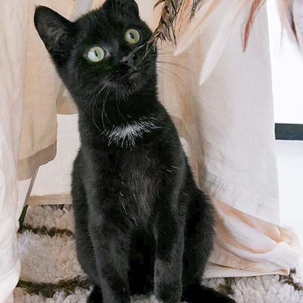 Kater Ali / © 2017 Arche KaNaum (OS)