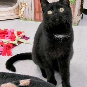 Kater Ali / © 2017 Arche KaNaum (OS) Kater Ali / © 2017 Arche KaNaum (OS)