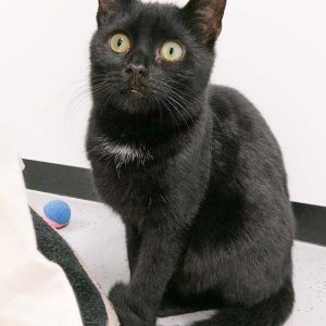 Kater Ali / © 2017 Arche KaNaum (OS) Kater Ali / © 2017 Arche KaNaum (OS)