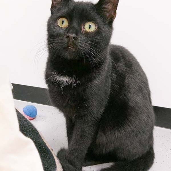 Kater Ali / © 2017 Arche KaNaum (OS)