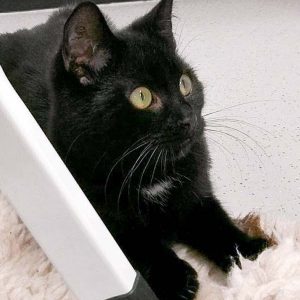 Kater Ali / © 2017 Arche KaNaum (OS) Kater Ali / © 2017 Arche KaNaum (OS)