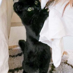 Kater Ali / © 2017 Arche KaNaum (OS) Kater Ali / © 2017 Arche KaNaum (OS)