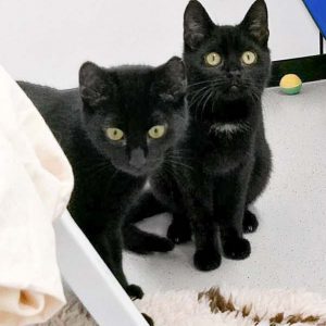 Kater Ali (r.) mit Kumpel Lutz / © 2017 Arche KaNaum (OS) Kater Ali (r.) mit Kumpel Lutz / © 2017 Arche KaNaum (OS)