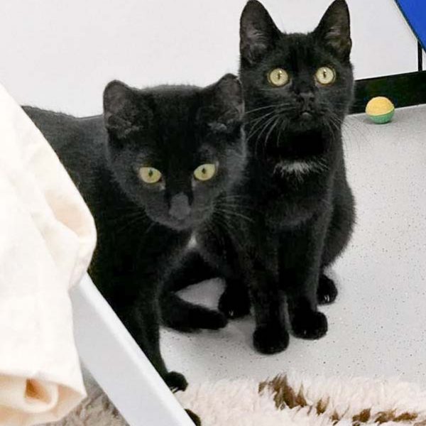 Kater Ali (r.) mit Kumpel Lutz / © 2017 Arche KaNaum (OS)