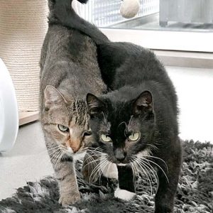 Kätzin Hexe (r.) mit Freundin Felisa / © 2017 Arche KaNaum (OS)