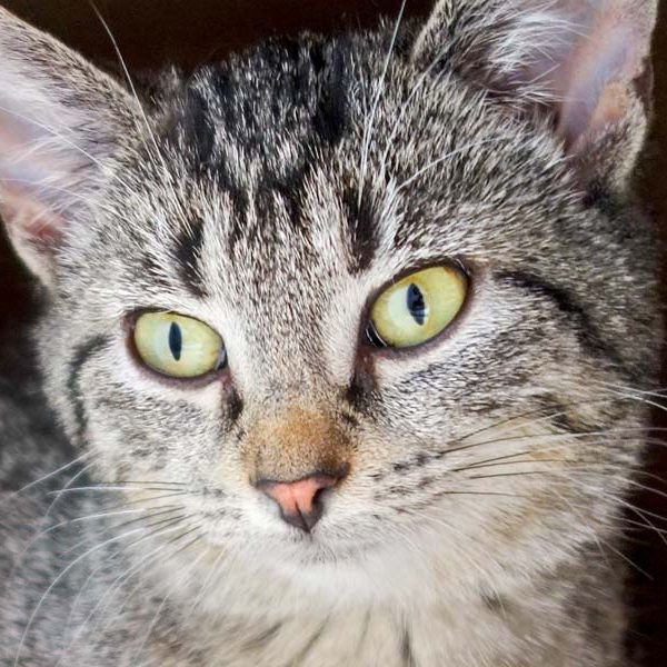 Kätzin Dobby / © 2016 Arche KaNaum (JM)