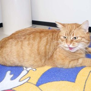 Kater Bärli / © 2017 Arche KaNaum (JN)