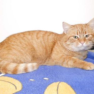 Kater Bärli / © 2017 Arche KaNaum (JN)