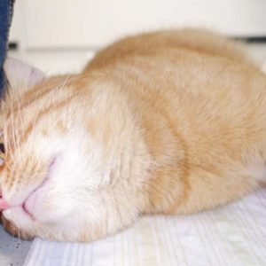 Kater Bärli / © 2017 Arche KaNaum (JN)