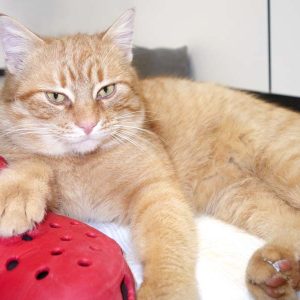 Kater Bärli / © 2017 Arche KaNaum (JN)