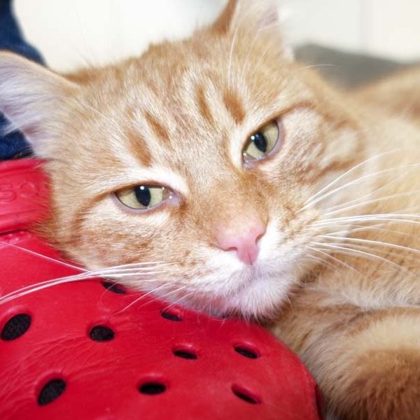 Kater Bärli / © 2017 Arche KaNaum (JN)