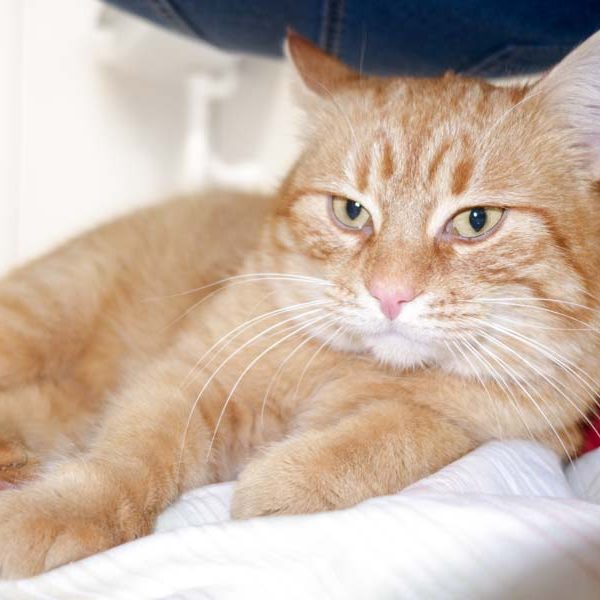 Kater Bärli / © 2017 Arche KaNaum (JN)