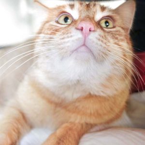 Kater Bärli / © 2017 Arche KaNaum (JN)