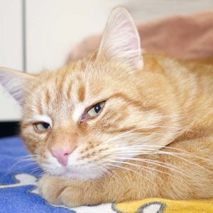 Kater Bärli / © 2017 Arche KaNaum (JN)