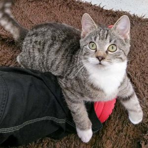 FeLV-Kater Findus  / © 2017 Arche KaNaum (OS) FeLV-Kater Findus / © 2017 Arche KaNaum (OS)