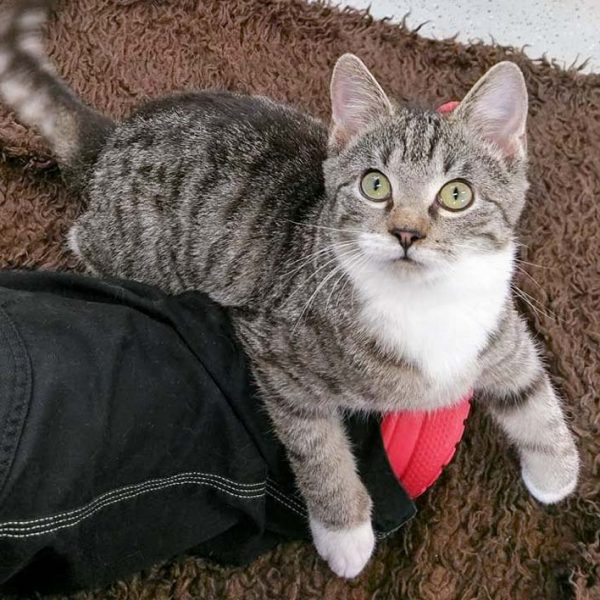 FeLV-Kater Findus / © 2017 Arche KaNaum (OS) FeLV-Kater Findus / © 2017 Arche KaNaum (OS)