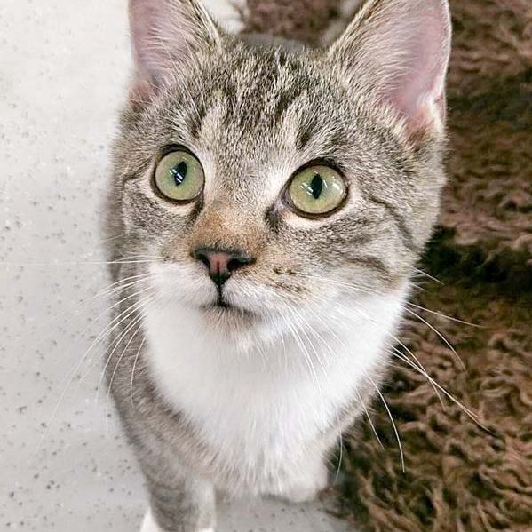 FeLV-Kater Findus / © 2017 Arche KaNaum (OS) FeLV-Kater Findus / © 2017 Arche KaNaum (OS)