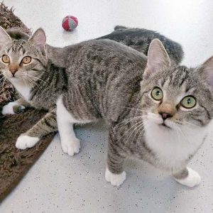 FeLV-Kater Findus (r.) mit Freundin Belinda / © 2017 Arche KaNaum (OS) FeLV-Kater Findus (r.) mit Freundin Belinda / © 2017 Arche KaNaum (OS)