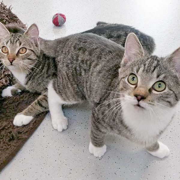 FeLV-Kater Findus (r.) mit Freundin Belinda / © 2017 Arche KaNaum (OS) FeLV-Kater Findus (r.) mit Freundin Belinda / © 2017 Arche KaNaum (OS)