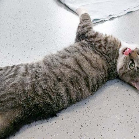 FeLV-Kater Findus / © 2017 Arche KaNaum (OS) FeLV-Kater Findus / © 2017 Arche KaNaum (OS)