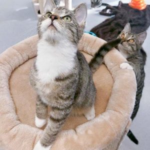 FeLV-Kater Findus / © 2017 Arche KaNaum (OS) FeLV-Kater Findus / © 2017 Arche KaNaum (OS)