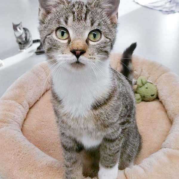 FeLV-Kater Findus / © 2017 Arche KaNaum (OS) FeLV-Kater Findus / © 2017 Arche KaNaum (OS)