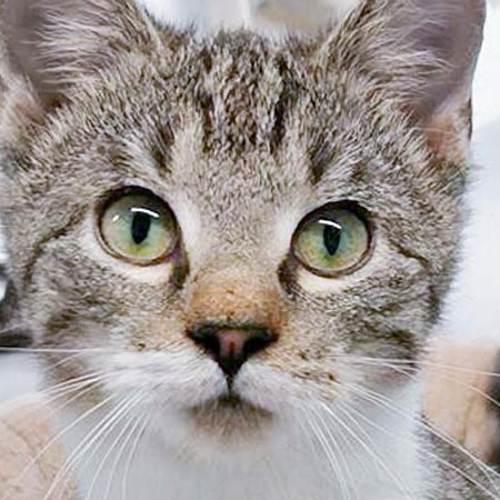 FeLV-Kater Findus / © 2017 Arche KaNaum (OS) FeLV-Kater Findus / © 2017 Arche KaNaum (OS)