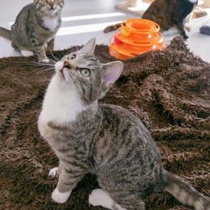 FeLV-Kater Findus (v.) mit Freundinnen Belinda (l.) und Philomena / © 2017 Arche KaNaum (OS) FeLV-Kater Findus (v.) mit Freundinnen Belinda (l.) und Philomena / © 2017 Arche KaNaum (OS)