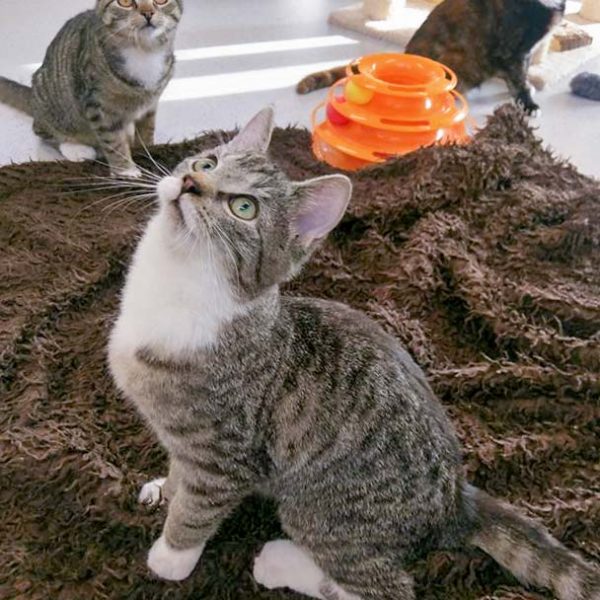 FeLV-Kater Findus (v.) mit Freundinnen Belinda (l.) und Philomena / © 2017 Arche KaNaum (OS) FeLV-Kater Findus (v.) mit Freundinnen Belinda (l.) und Philomena / © 2017 Arche KaNaum (OS)