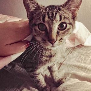 Kätzin Zwiebel  / © 2017 Privat Kätzin Zwiebel / © 2017 Privat