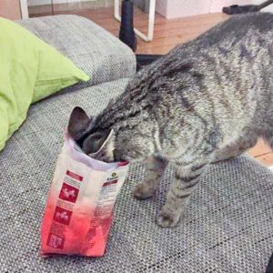 Kätzin Zwiebel  / © 2017 Privat Kätzin Zwiebel / © 2017 Privat