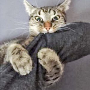 Kätzin Zwiebel  / © 2017 Privat Kätzin Zwiebel / © 2017 Privat