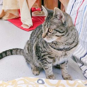 Kätzin Luli / © 2017 Arche KaNaum (OS) Kätzin Luli / © 2017 Arche KaNaum (OS)