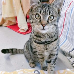 Kätzin Luli / © 2017 Arche KaNaum (OS) Kätzin Luli / © 2017 Arche KaNaum (OS)