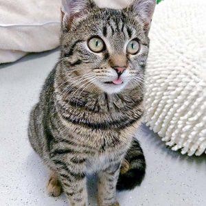 Kätzin Luli / © 2017 Arche KaNaum (OS) Kätzin Luli / © 2017 Arche KaNaum (OS)