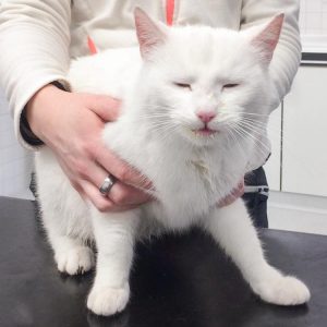 Kätzin Jody / © 2017 Arche KaNaum (DN)