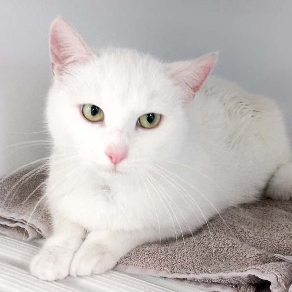 Kätzin Jody / © 2017 Arche KaNaum (DN) Kätzin Jody / © 2017 Arche KaNaum (DN)