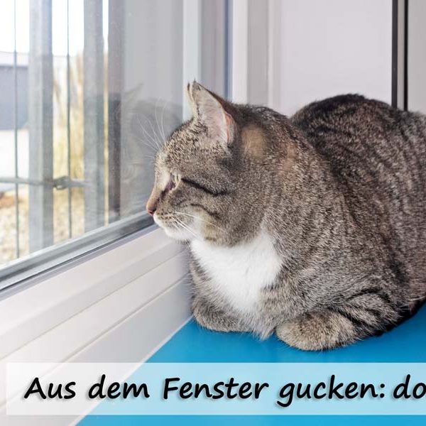 Kätzin Benita  / © 2017 Arche KaNaum (JM) Kätzin Benita / © 2017 Arche KaNaum (JM)