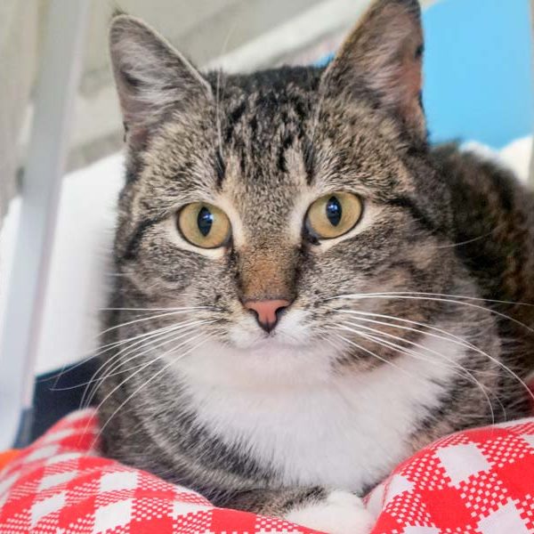 Kätzin Benita / © 2017 Arche KaNaum (JM)