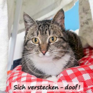 Kätzin Benita  / © 2017 Arche KaNaum (JM) Kätzin Benita / © 2017 Arche KaNaum (JM)