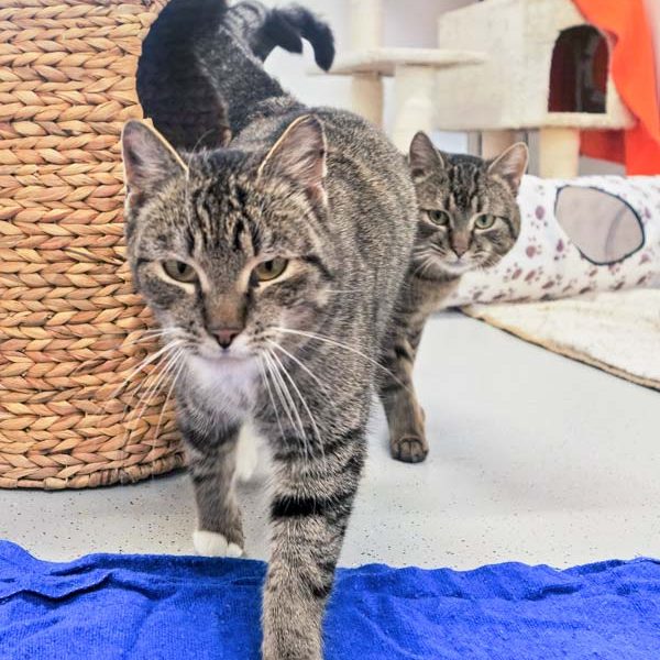 Kätzin Benita (r.) und Kater Pepe / © 2017 Arche KaNaum (JM)